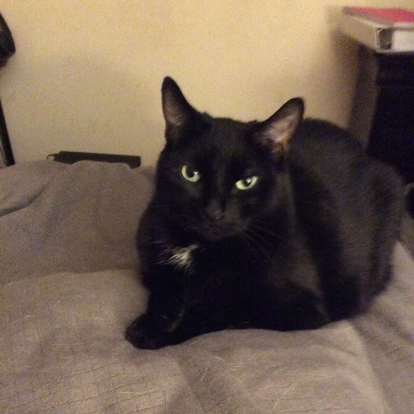 Meet your Posher, Shawne - Picture 1 of 1